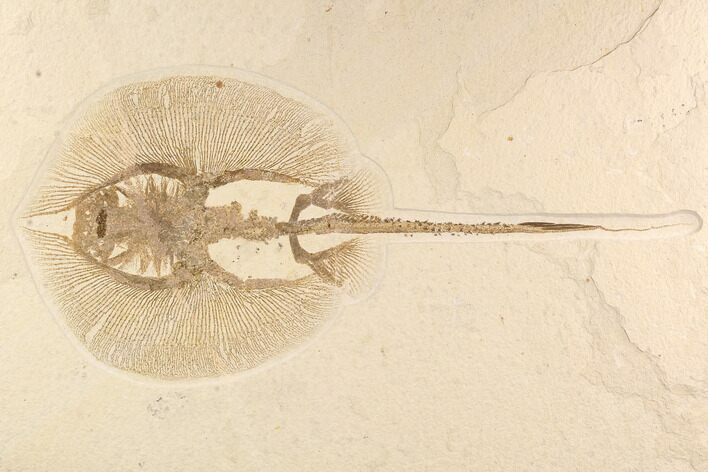 Rare, Fossil Stingray (Heliobatis) - Wyoming #93052